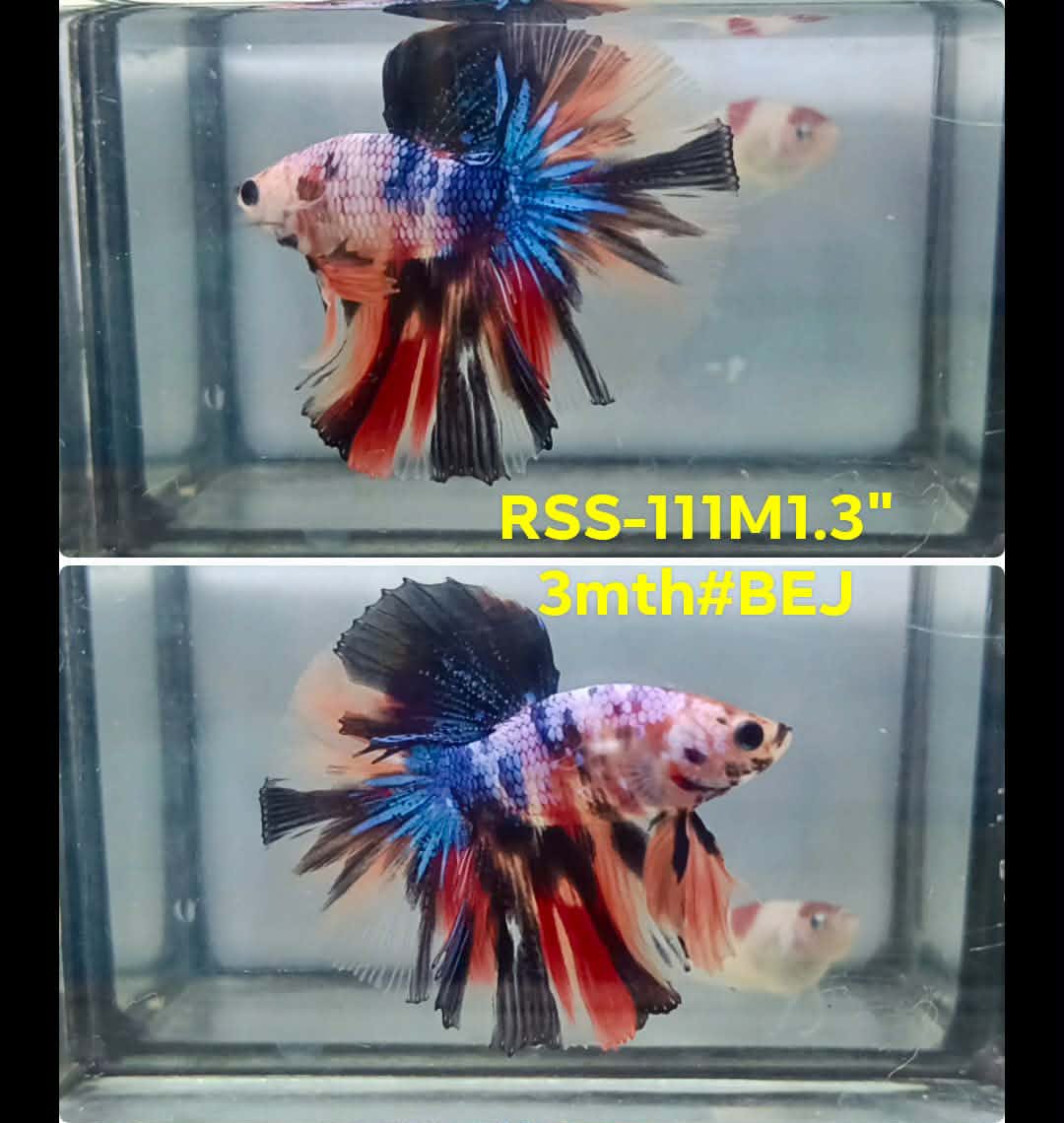 Live Male Betta Galaxy Koi Halfmoon (RSS-111) High quality what you see what you get!!