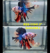 Live Male Betta Galaxy Koi Halfmoon (RSS-111) High quality what you see what you get!!