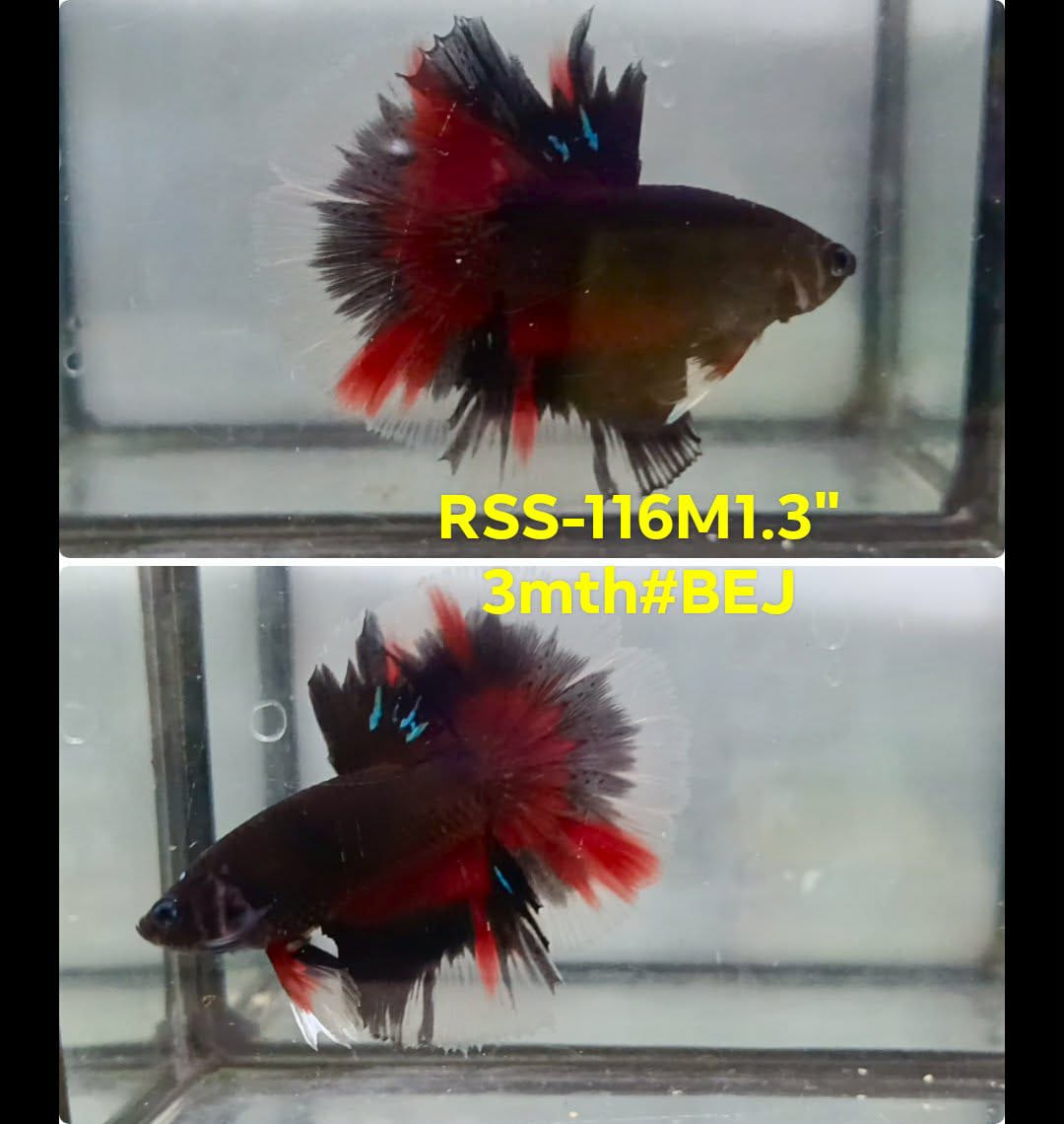 Live Male Betta Black Koi Halfmoon (RSS-116) High quality what you see what you get!!