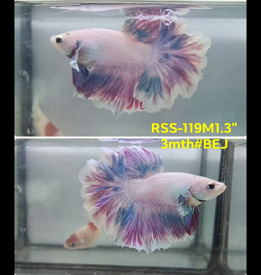 Live Male Betta Fancy Purple Light Halfmoon Rosetail (RSS-119) High quality what you see what you get!!