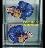Live Male Betta Galaxy Koi Giants Plakat (RSS-123) High quality what you see what you get!!