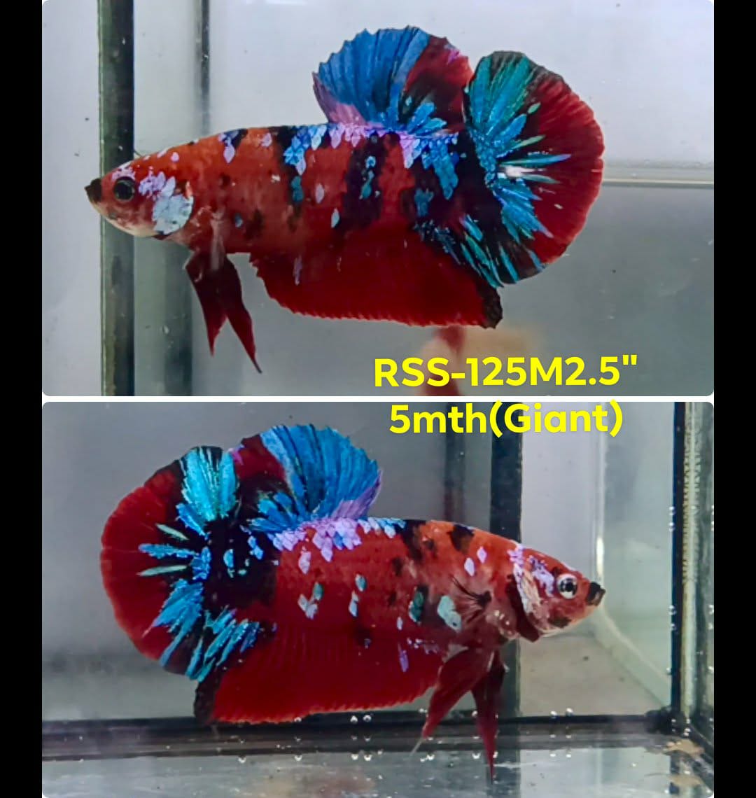 Live Male Betta Red Galaxy Koi Giants Plakat (RSS-125)XHigh quality what you see what you get!!
