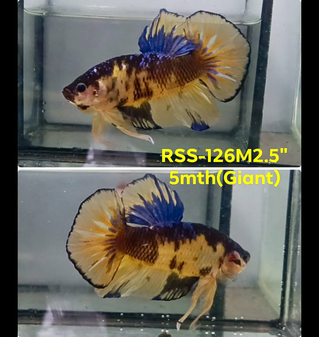 Live Male Betta Fancy Yellow Koi Giants Plakat (RSS-126) High quality what you see what you get!!