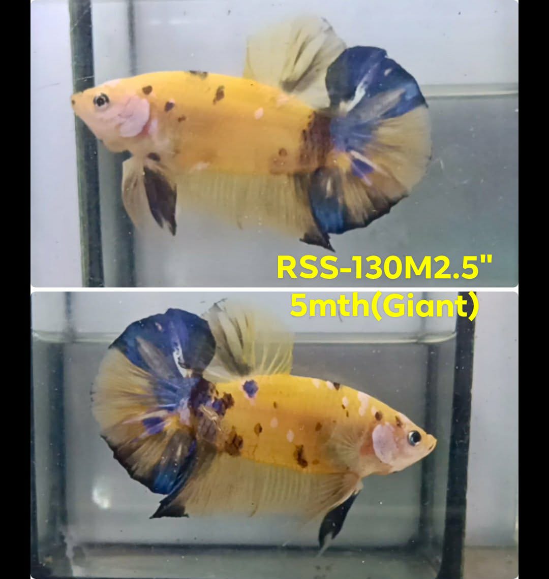 Live Male Betta Yellow Koi Giants Plakat (RSS-130) High quality what you see what you get!!
