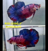 Live Male Betta Fancy Koi Giants Plakat (RSS-131) High quality what you see what you get!!