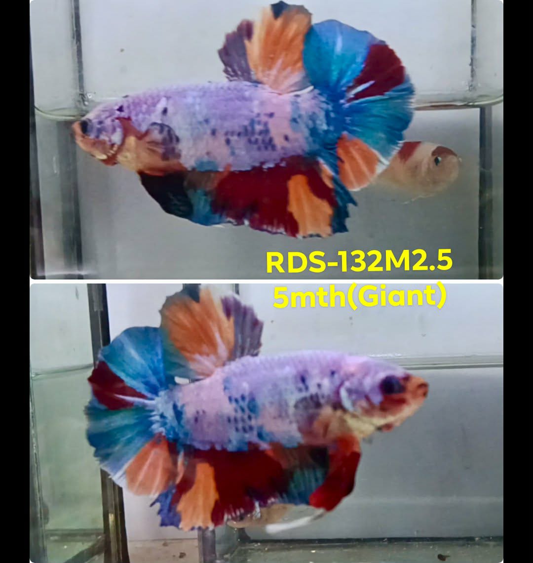 Live Male Betta Candy marble Giants Plakat (RSS-132) High quality what you see what you get!!