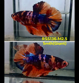 Live Male Betta Nemo Koi Giants Plakat (RSS-136) High quality what you see what you get!!