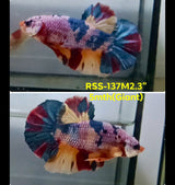 Live Male Betta Candy Marble Giants Plakat (RSS-137) High quality what you see what you get!!