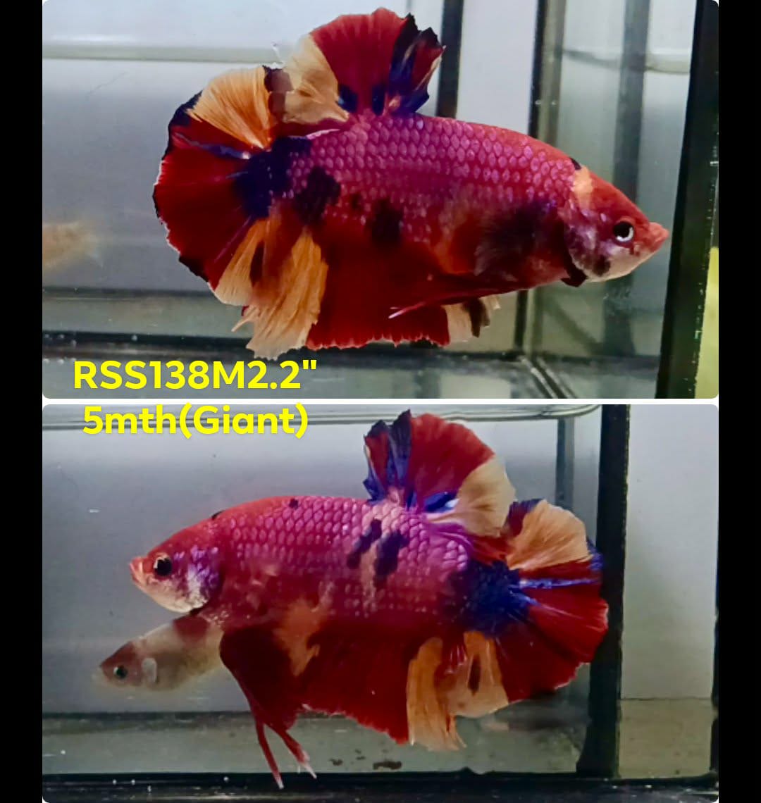 Live Male Betta Candy Sweet colors Giants Plakat (RSS-138) High quality what you see what you get!!