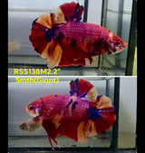 Live Male Betta Candy Sweet colors Giants Plakat (RSS-138) High quality what you see what you get!!