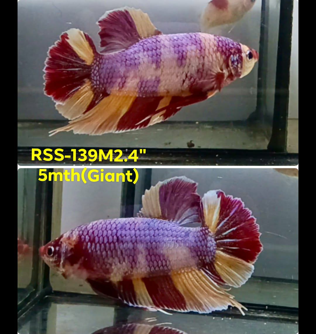 Live Male Betta Candy Sweet colors Giants Plakat (RSS-139) High quality what you see what you get!!