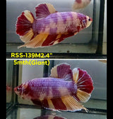 Live Male Betta Candy Sweet colors Giants Plakat (RSS-139) High quality what you see what you get!!