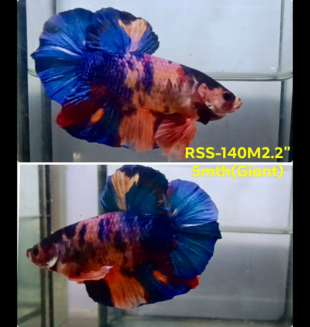 Live Male Betta Fancy Koi Giants Plakat (RSS-140) High quality what you see what you get!!