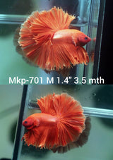 Live Male Betta Super Orange Solid color Halfmoon Rosetail (MKP-701) High quality what you see what you get!!
