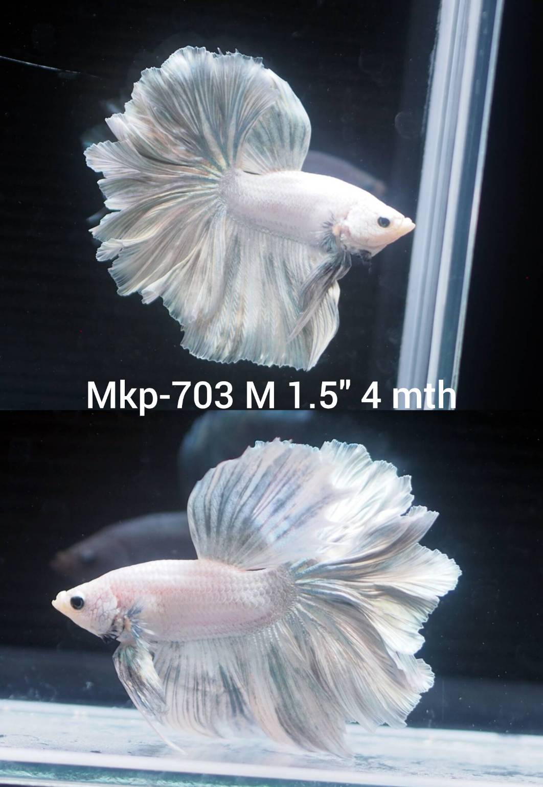 Live Male Betta Platinum White Solid color Halfmoon Rosetail (MKP-703) High quality what you see what you get!!