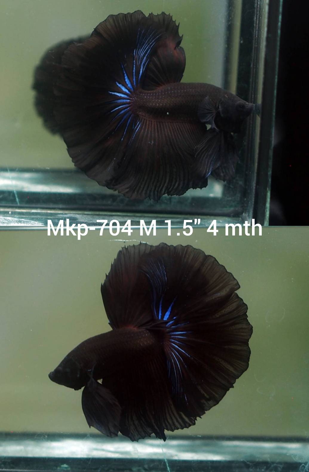 Live Male Betta Super Black Solid color Halfmoon (MKP-704) High quality what you see what you get!!