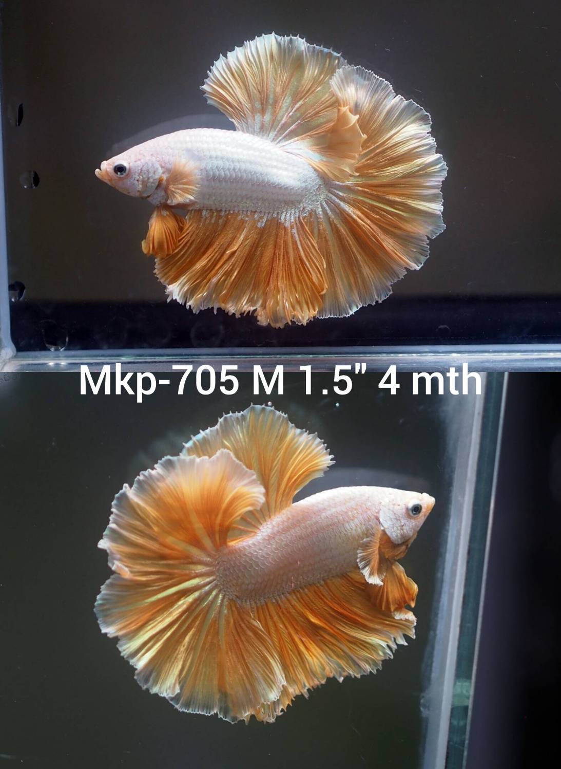 Live Male Betta Yellow Dragon Halfmoon (MKP-705) High quality what you see what you get!!