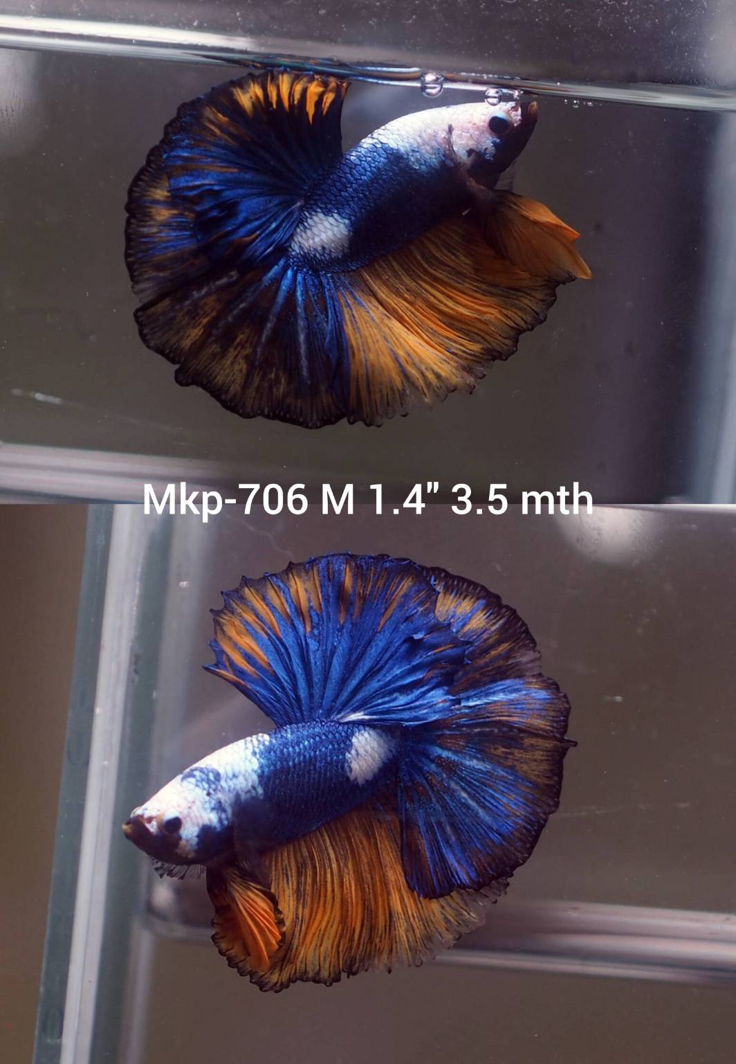 Live Male Betta Fancy Yellow Marble  Halfmoon (MKP-706) High quality what you see what you get!!