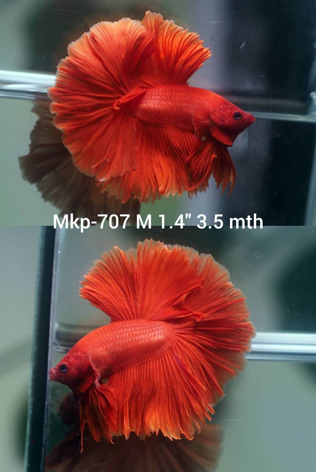 Live Male Betta Super Red Solid color Over Halfmoon (MKP-707) High quality what you see what you get!!
