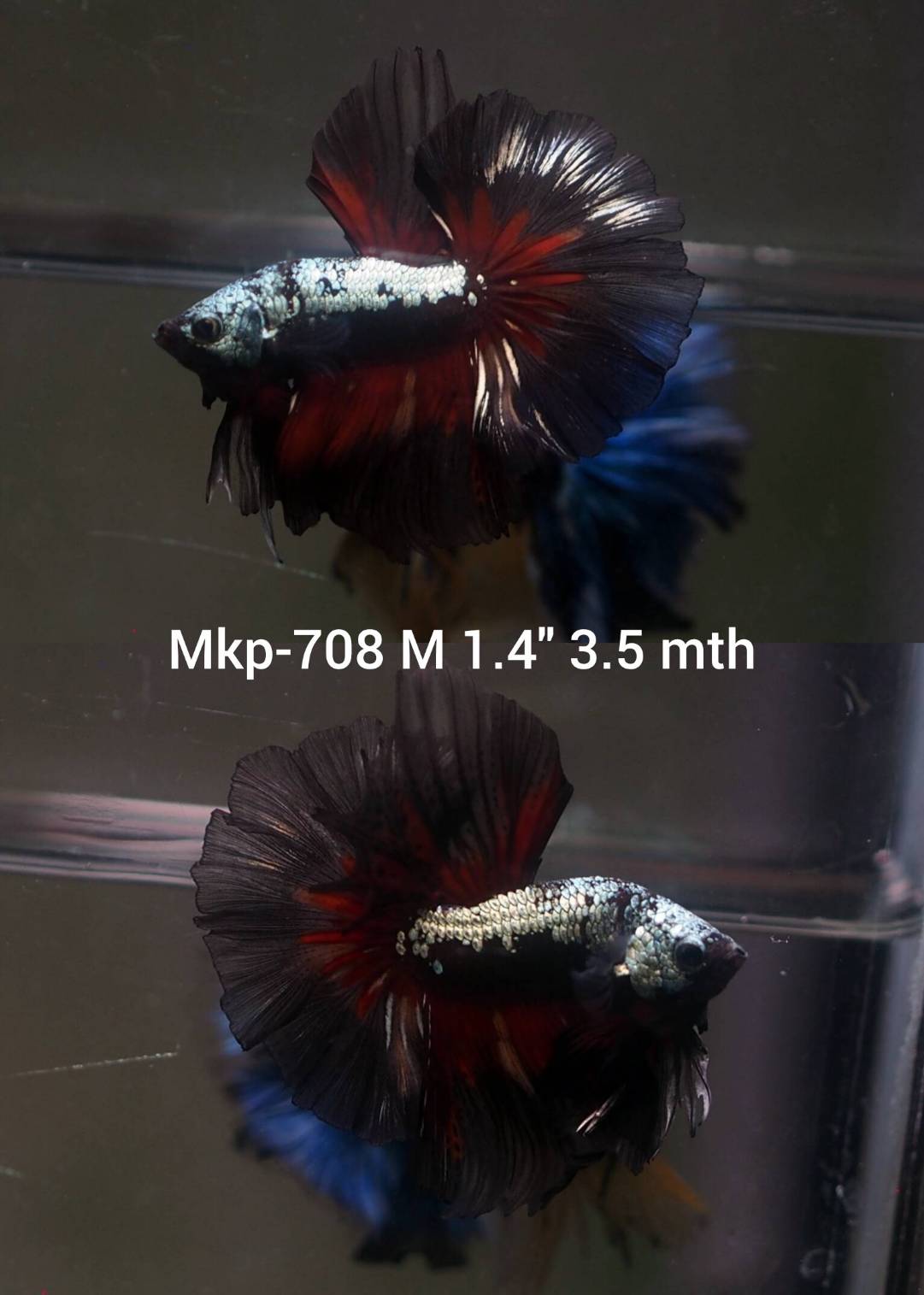 Live Male Betta Black Red Samurai Halfmoon (MKP-708) High quality what you see what you get!!