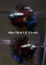 Live Male Betta Black Red Samurai Halfmoon (MKP-708) High quality what you see what you get!!