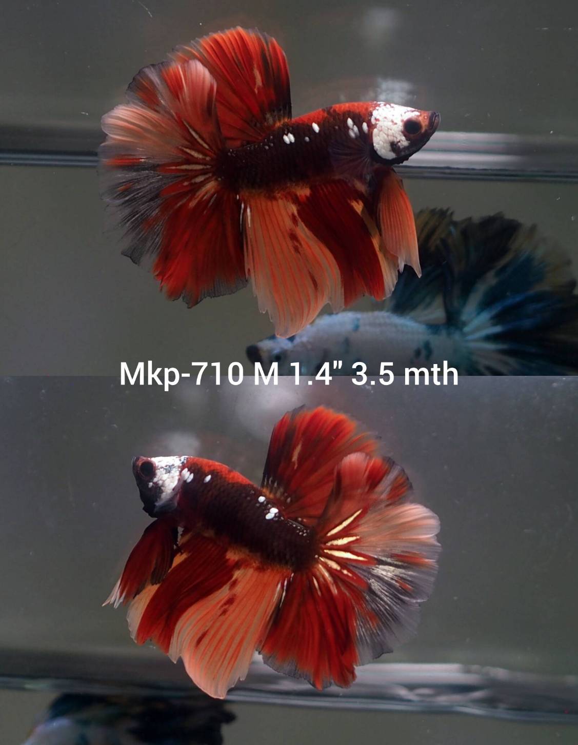 Live Male Betta Galaxy Nemo Halfmoon (MKP-710) High quality what you see what you get!!