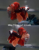 Live Male Betta Galaxy Nemo Halfmoon (MKP-710) High quality what you see what you get!!