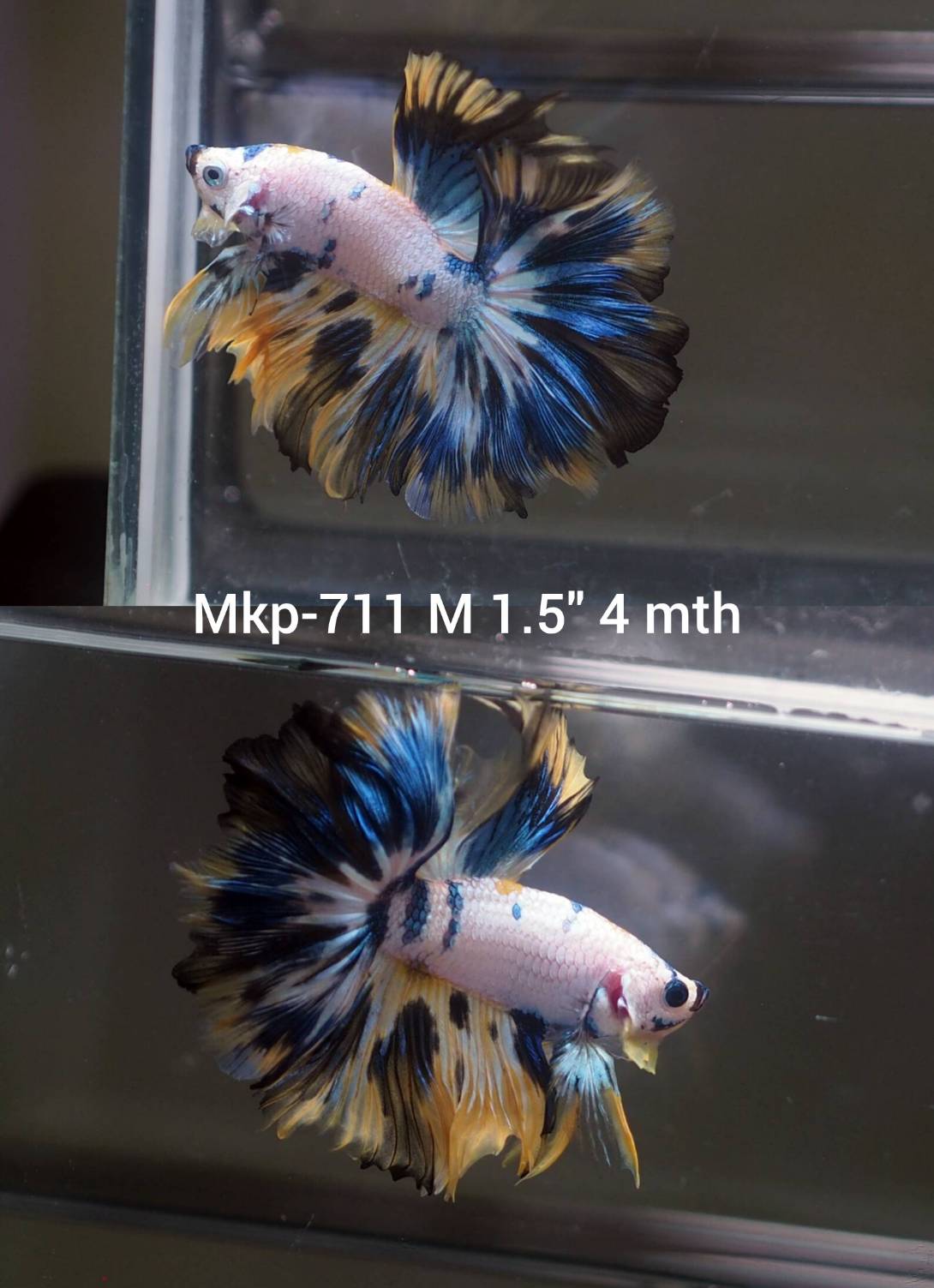 Live Male Betta Fancy Marble Halfmoon (MKP-711) High quality what you see what you get!!