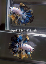 Live Male Betta Fancy Marble Halfmoon (MKP-711) High quality what you see what you get!!