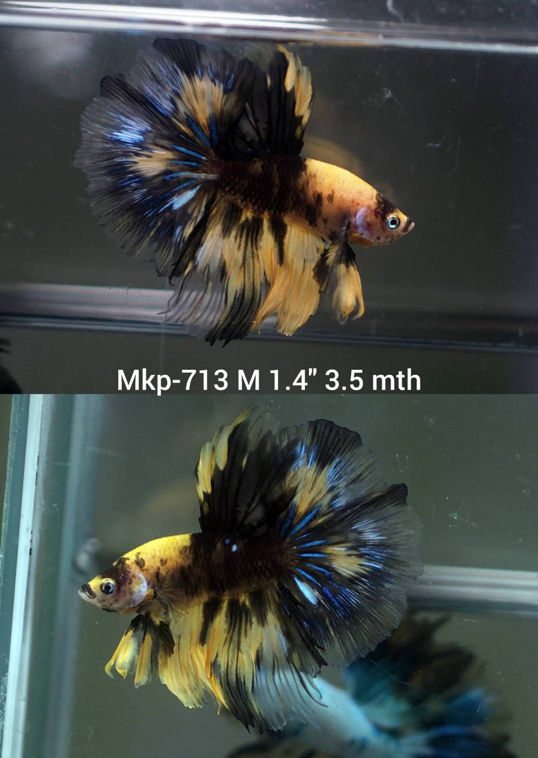 Live Male Betta Black Yellow Tiger Koi Halfmoon (MKP-713) High quality what you see what you get!!