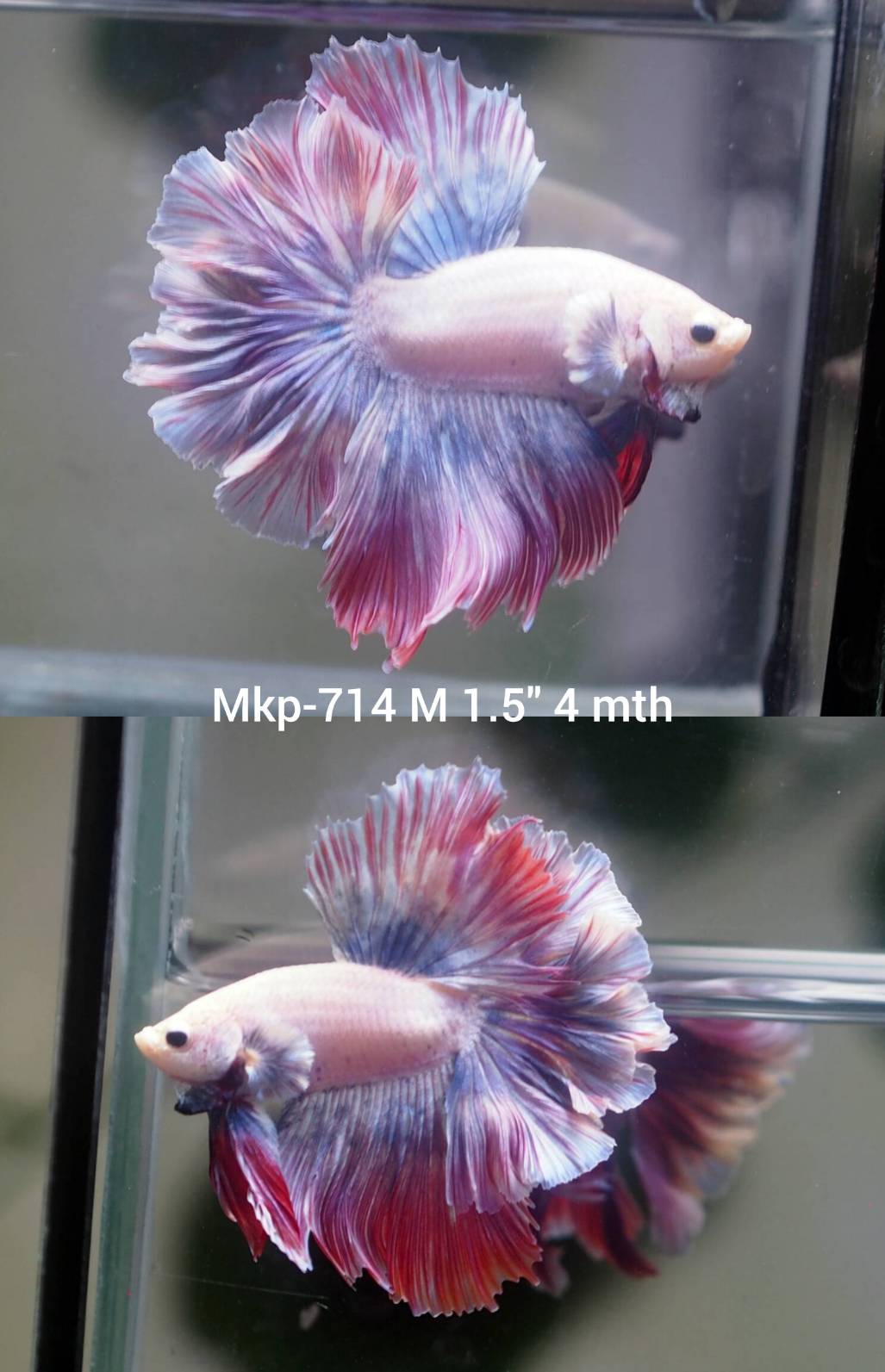 Live Male Betta Fancy Light Pastel Colors Halfmoon Rosetail (MKP-714) High quality what you see what you get!!