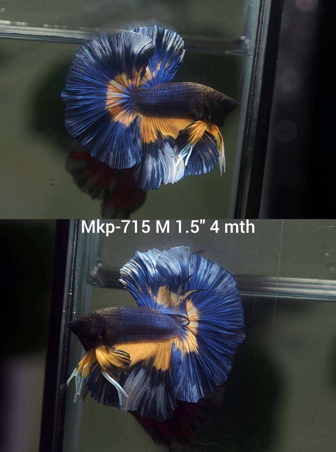 Live Male Betta Blue Yellow Mustard Over Halfmoon (MKP-715) High quality what you see what you get!!