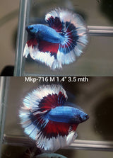 Live Male Betta Blue Red Pattern Tri colors Halfmoon (MKP-716) High quality what you see what you get!!