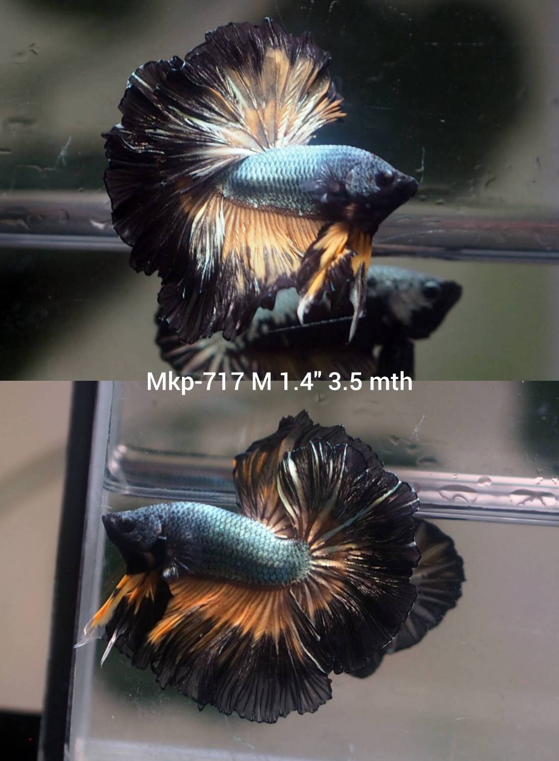 Live Male Betta Copper Yellow Mustard Over Halfmoon (MKP-717) High quality what you see what you get!!