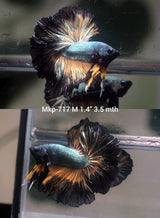 Live Male Betta Copper Yellow Mustard Over Halfmoon (MKP-717) High quality what you see what you get!!