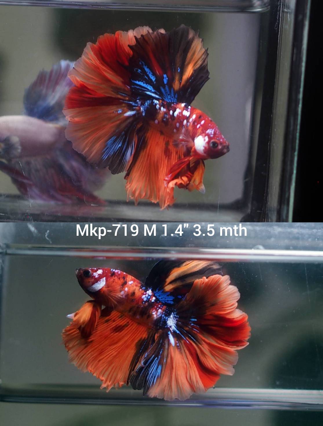 Live Male Betta Galaxy Nemo Halfmoon Rosetail (MKP-719) High quality what you see what you get!!