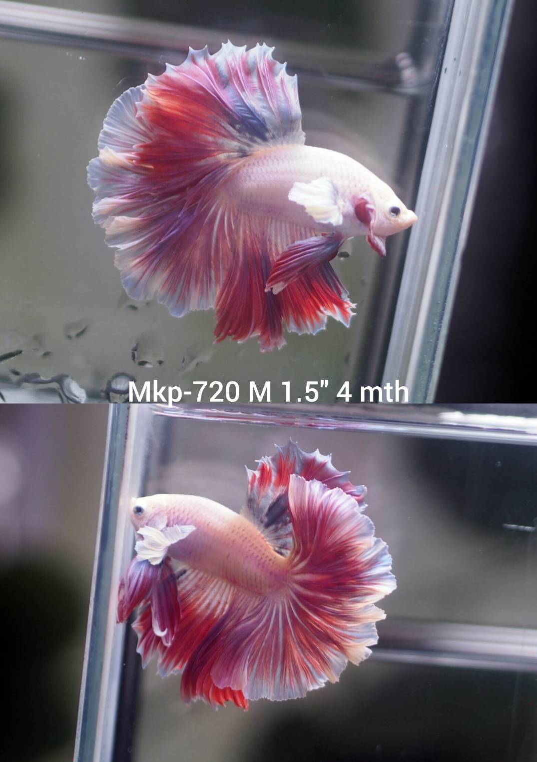 Live Male Betta Fancy Light colors Halfmoon Rosetail (MKP-720) High quality what you see what you get!!