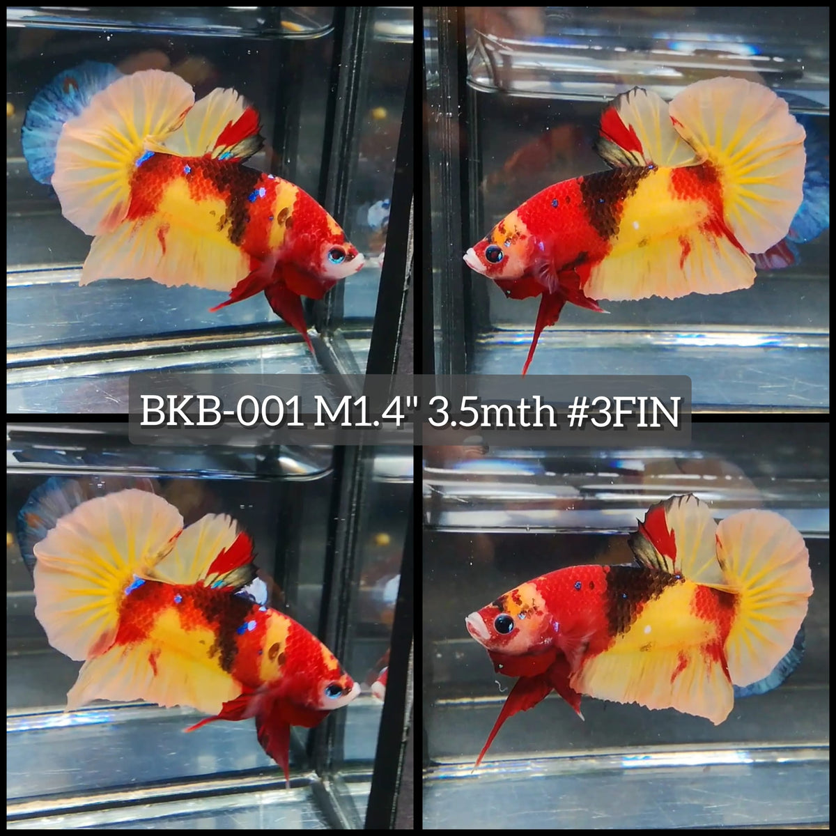 Live Male Betta Classic Nemo Koi Plakat (BKB-001) High quality what you see what you get!!