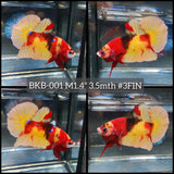 Live Male Betta Classic Nemo Koi Plakat (BKB-001) High quality what you see what you get!!
