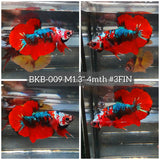 Live Male Betta Red Galaxy Koi Plakat (BKB-009) High quality what you see what you get!!