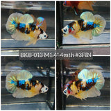 Live Male Betta Yellow Galaxy Koi Plakat (BKB-013) High quality what you see what you get!!