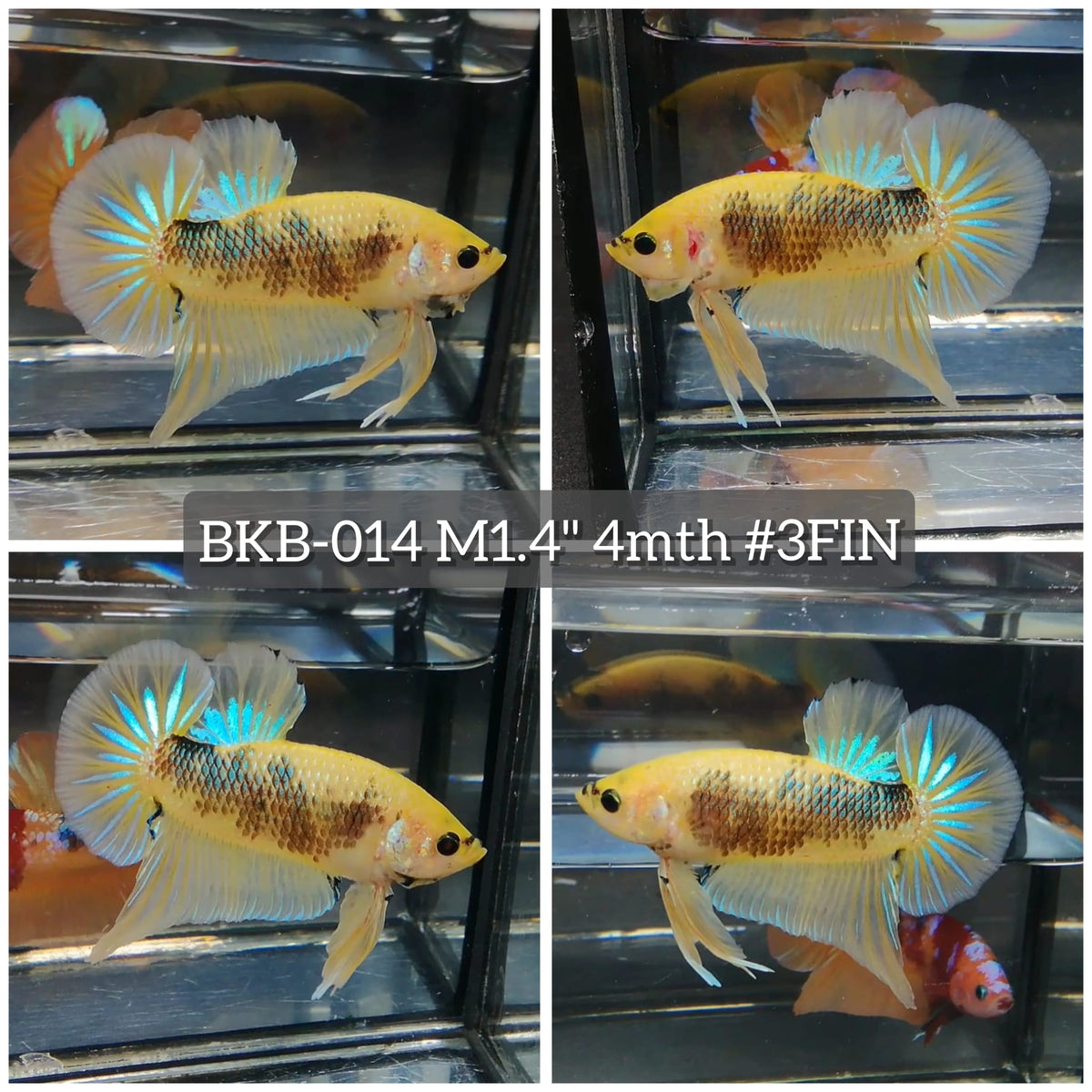 Live Male Betta Yellow Galaxy Koi Plakat (BKB-014) High quality what you see what you get!!