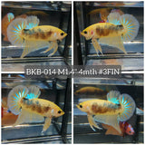 Live Male Betta Yellow Galaxy Koi Plakat (BKB-014) High quality what you see what you get!!