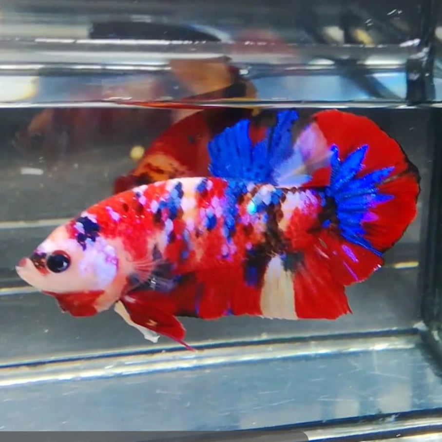 Live Male Betta Red Galaxy Koi Plakat (BKB-005) High quality what you see what you get!!