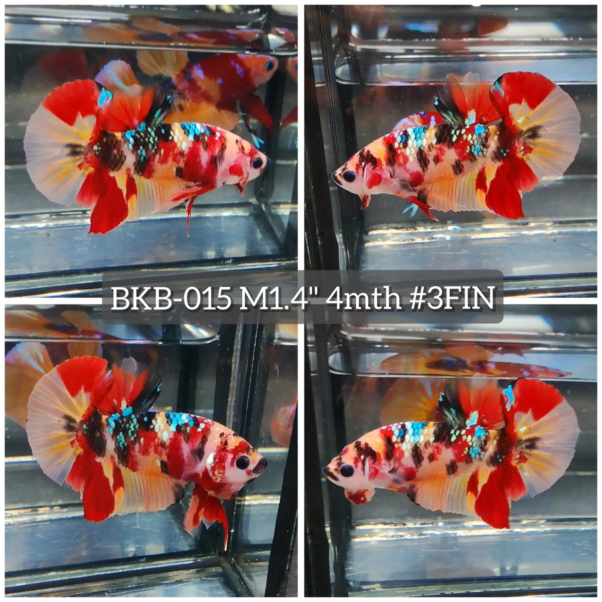 Live Male Betta Galaxy Nemo Plakat (BKB-015) High quality what you see what you get!!