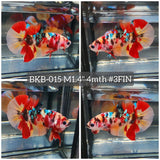 Live Male Betta Galaxy Nemo Plakat (BKB-015) High quality what you see what you get!!