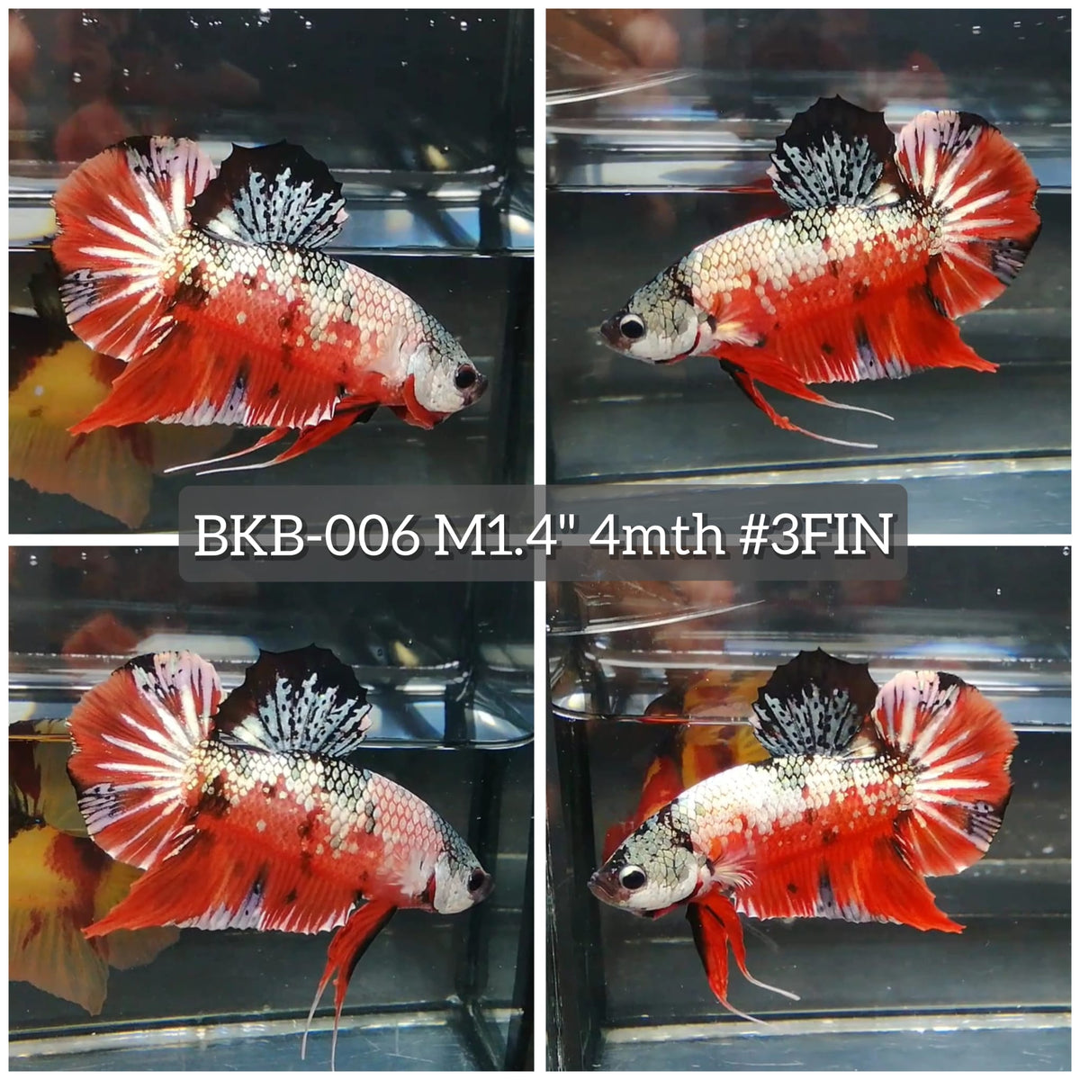 Live Male Betta Orange Nemo Copper Plakat (BKB-006) High quality what you see what you get!!