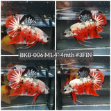 Live Male Betta Orange Nemo Copper Plakat (BKB-006) High quality what you see what you get!!