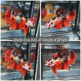 Live Male Betta Galaxy Nemo Copper Plakat (BKB-016) High quality what you see what you get!!