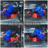 Live Male Betta Black Nemo Koi Plakat (BKB-004) High quality what you see what you get!!